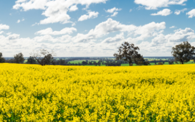 Online Focus Group | Benalla & Glenrowan VIC